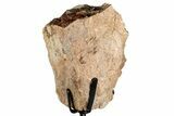 Fossil Sauropod Limb Bone Section with Metal Stand - Colorado #350618-2